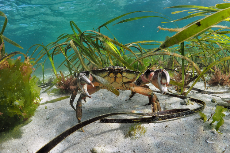 Image of crab