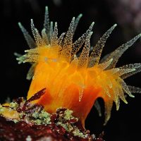 orange cup coral