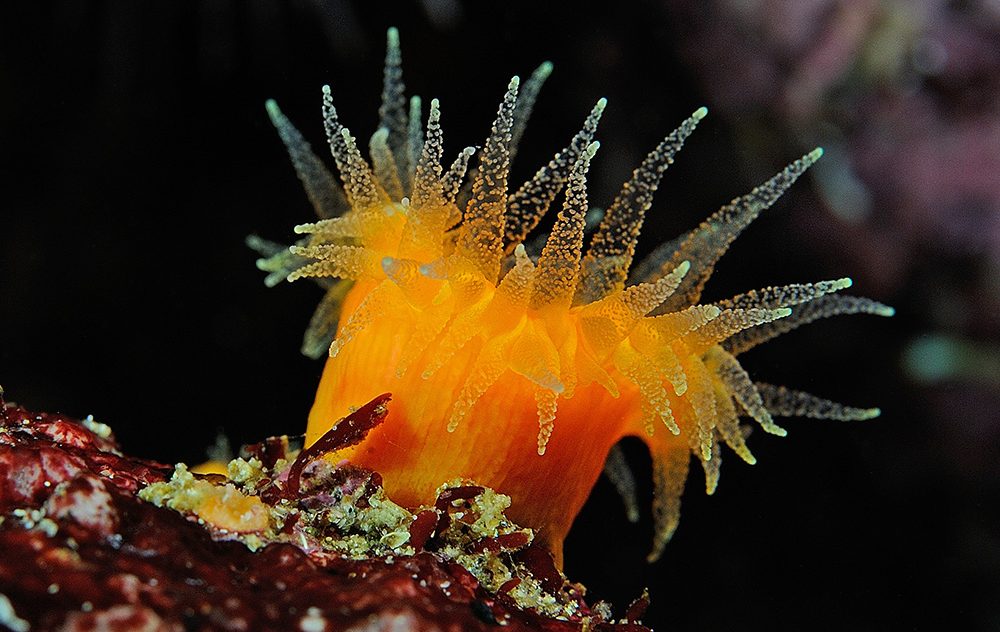 orange cup coral